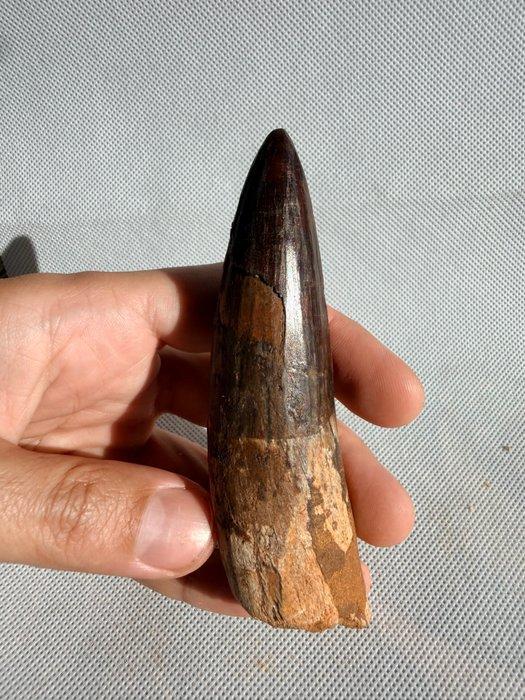 Dinosaurus - Fossiele tand - Spinosaurus aegyptiacus - 11.5, Verzamelen, Mineralen en Fossielen