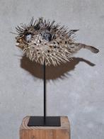 Diodon hystrix op Sokkel Taxidermie volledige montage -