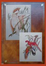 John Gould - Birds of Australia, Volume 5 (Deluxe facsimile)