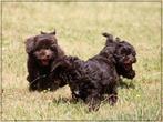 Leuke Gezelschapshondjes., Nederland, Parvo, Overige rassen, 8 tot 15 weken