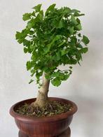 Ginkgo bonsai (Ginkgo biloba) - Hoogte (boom): 60 cm -