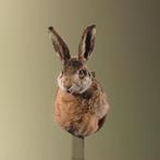 Haas Taxidermie Opgezette Dieren By Max, Ophalen of Verzenden, Nieuw, Wild dier, Opgezet dier