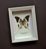 Vlinder Taxidermie volledige montage - Graphium androclas -, Nieuw