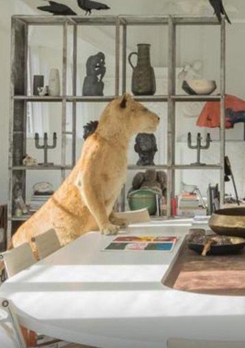 Leeuw Taxidermie volledige montage - Panthera Leo - with beschikbaar voor biedingen