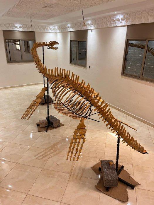 Plesiosaurus - Fossiel skelet - 540 cm - 180 cm, Verzamelen, Mineralen en Fossielen