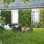 Liggend Beeld van Kip Donkerbruin - Woondecoratie - Beeld, Verzenden