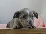 Old English Bulldog pups! t Gezonde type. Mogen direct mee!, Parvo, Nederland, 8 tot 15 weken, Bulldog