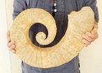 Ammoniet - Gefossiliseerd dier - 40 cm - 30 cm