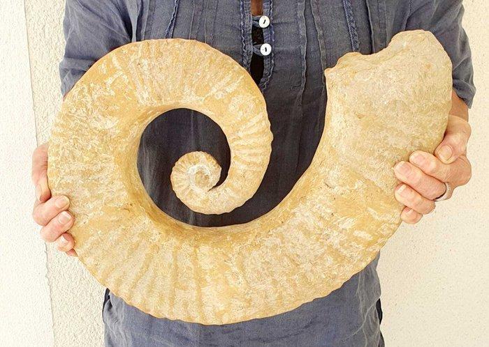 Ammoniet - Gefossiliseerd dier - 40 cm - 30 cm, Verzamelen, Mineralen en Fossielen