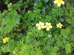 Potentilla fruticosa struikganzerik geel/wit/rood, Minder dan 100 cm, Ophalen of Verzenden