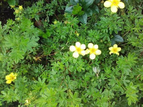 Potentilla fruticosa struikganzerik geel/wit/rood, Tuin en Terras, Planten | Bomen, Minder dan 100 cm, Ophalen of Verzenden