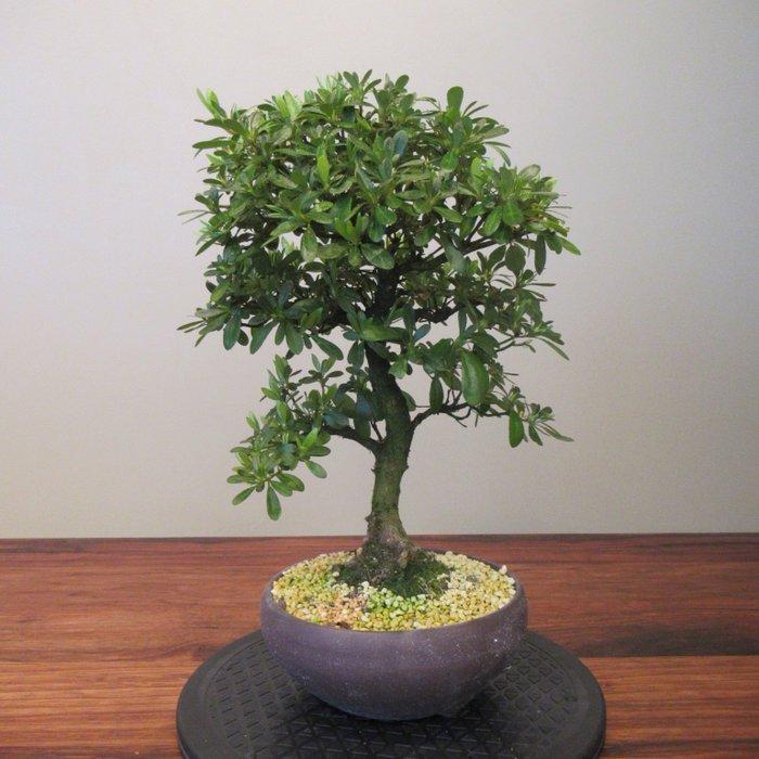 Rhododendron indicum - Hoogte (boom): 32 cm - Diepte (boom):, Antiek en Kunst, Curiosa en Brocante