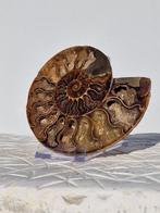 Ammoniet - Gefossiliseerde schelp - Aioloceras (Cleoniceras)