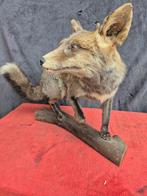 Rode vos Taxidermie wandmontage - Vulpes vulpes - dans une, Verzamelen, Dierenverzamelingen, Nieuw