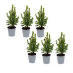 6x Mini-kerstboom - 15-20 cm - Ø 6 cm Picea Glauca Perfecta, Verzenden