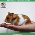 Lieve handtamme Goudhamsters / Syrische hamsters !, Dieren en Toebehoren, Knaagdieren, Meerdere dieren, Hamster, Tam