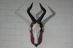 Hartebeest skull Schedel - Alcelaphus buselaphus - 31 cm -, Nieuw