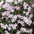 Clematis montana Mayleen - 60-80 cm, Tuin en Terras, Planten | Tuinplanten, Ophalen of Verzenden