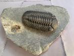 Trilobiet - Fossiel skelet - Phacops - 7 cm