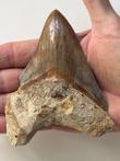 Megalodon tand 11,3 cm (4,45 inch) - Fossiele tand -