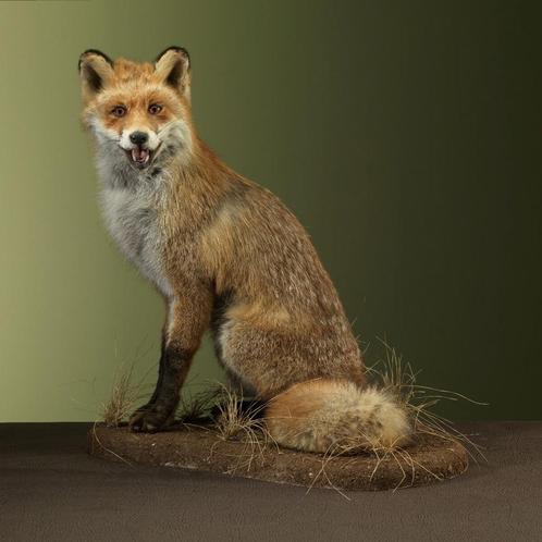 Vos Zittend Taxidermie Opgezette Dieren By Max, Verzamelen, Dierenverzamelingen, Opgezet dier, Nieuw, Wild dier, Ophalen of Verzenden