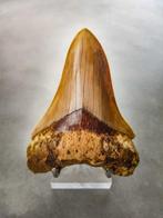 Megalodon - Fossiele tand - 116 mm - 79 mm, Verzamelen