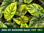 Tot 75% Korting op Alocasia, Philodendon, Monstera en meer!, Huis en Inrichting, Kamerplanten