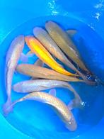 Hirasawa Marusei  40-50 cm (Japanse Koi), Dieren en Toebehoren, Karper of Koi