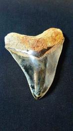 Haai - Fossiele tand - Otodus megalodon - 13.2 cm