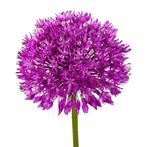Bloembollen - 80 x Allium Purple Sensation - donker paars, Verzenden, Voorjaar, Volle zon, Bloembol