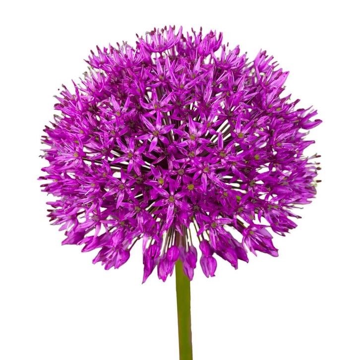 Bloembollen - 80 x Allium Purple Sensation - donker paars, Tuin en Terras, Bloembollen en Zaden, Bloembol, Voorjaar, Volle zon