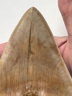 Reusachtige megalodon tand 14,7 cm - Fossiele tand -, Verzamelen