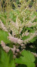Astilbe japonica europa (zacht Roze, Herfstplanten kopen?), Volle zon, Vaste plant, Siergrassen, Ophalen of Verzenden