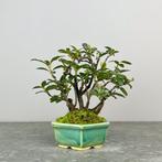 Viburnum Tinus - Hoogte (boom): 25 cm - Diepte (boom): 20 cm, Antiek en Kunst