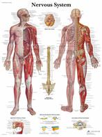 Anatomie poster zenuwstelsel (papier, 50x67 cm), Nieuw, Verzenden