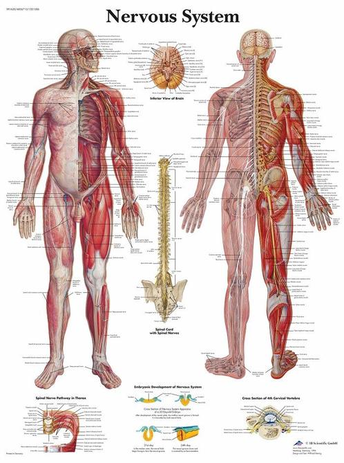Anatomie poster zenuwstelsel (papier, 50x67 cm), Sport en Fitness, Overige Sport en Fitness, Nieuw, Verzenden