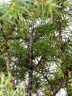 Jeneverbes bonsai (Juniperus) - Hoogte (boom): 55 cm -