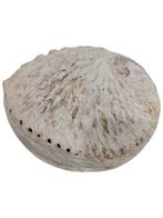 Zeeslak Zeeschelp - Abalone Haliotis Midae (Zonder, Nieuw