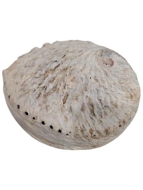 Zeeslak Zeeschelp - Abalone Haliotis Midae (Zonder, Verzamelen, Dierenverzamelingen