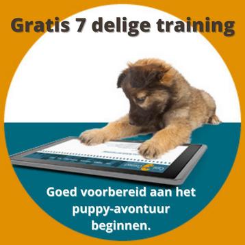 Gratis goed voorbereid puppytraining beschikbaar voor biedingen