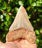 Megalodon - Fossiele tand - 11 cm - 9 cm, Verzamelen, Mineralen en Fossielen