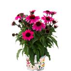 Echinacea Sombrero® Rose (Roze, Herfstplanten kopen?), Tuin en Terras, Planten | Tuinplanten, Volle zon, Vaste plant, Siergrassen