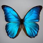 Vlinder Taxidermie wandmontage - Morpho Didius - 25 cm - 25, Verzamelen, Dierenverzamelingen, Nieuw