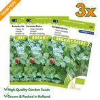 Koriander Marino Cilantro Ketumbar Zaden: Kweek Heerlijke,, Tuin en Terras, Verzenden