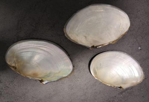 Mossel Zoetwater 1 kilo Mossel Oester om te beschilderen, Hobby en Vrije tijd, Knutselen, Nieuw, Ophalen of Verzenden