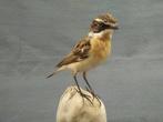 Whinchat Taxidermie volledige montage - Saxicola rubetra -, Verzamelen, Nieuw