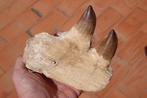 Mosasaurus - Gefossiliseerde kaak - Prognatodon giganteous -