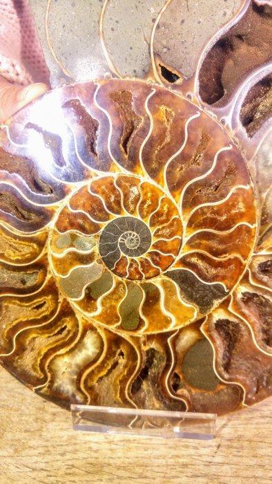 Ammoniet - Gefossiliseerd dier - Aioloceras (Cleoniceras), Verzamelen, Mineralen en Fossielen