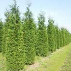 Reuzenlevensboom Thuja occidentalis Excelsa Haag 150-175