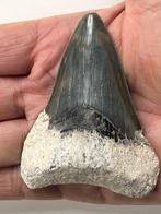 Megalodon tand 8,0 cm - Fossiele tand - Carcharocles